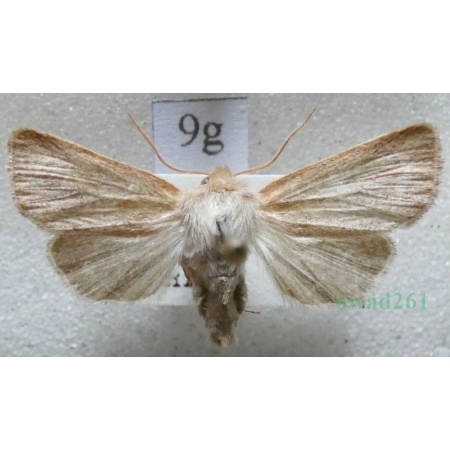 Denticucullus pygmina (Haworth, 1809) Czech9g